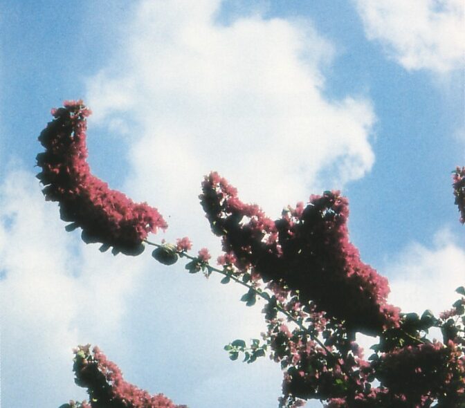 CIELO ANONIMO