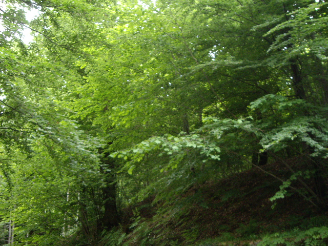 CRESCERE